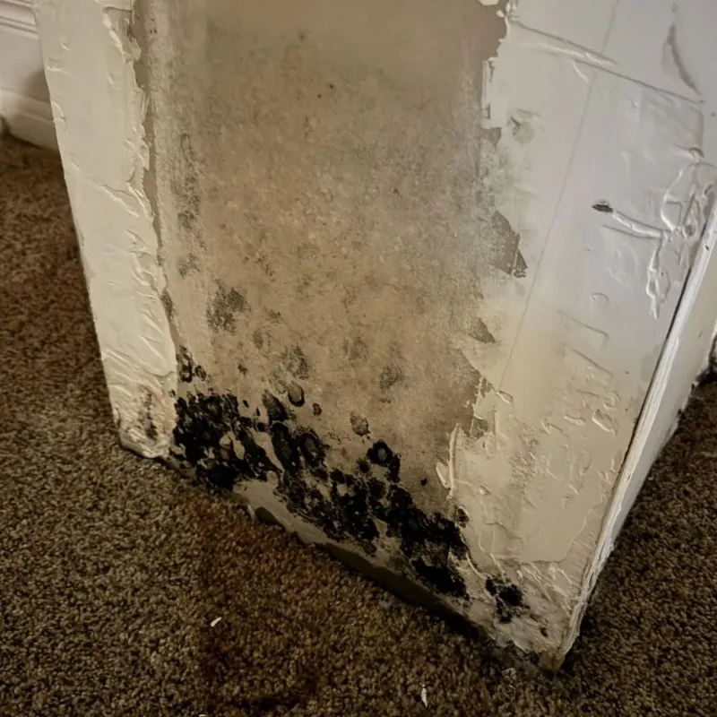 Professional Mold Removal in Burley, WA